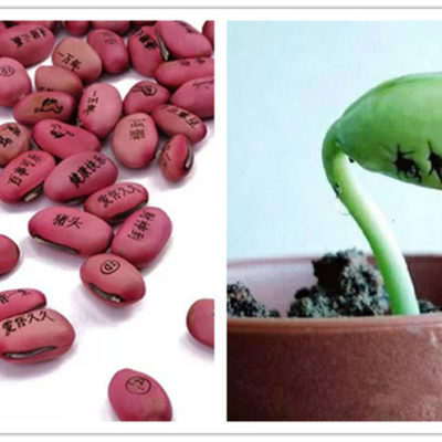 魔豆，我的愿望可以像花一样绽放吗？